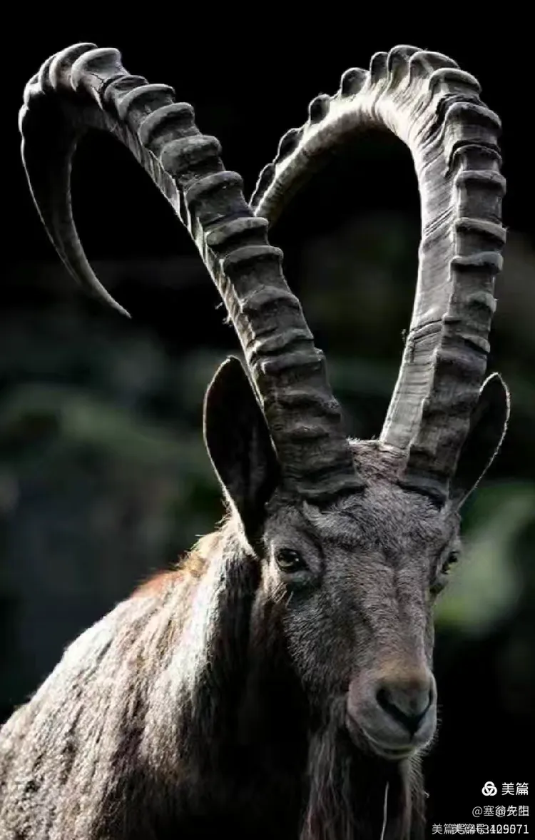 羊那智山羊阿尔㤗大尾羊杜泊羊阿尔泰细毛羊大尾寒羊美利奴羊萨福克